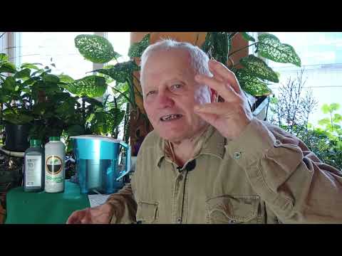 Видео: Как и почему вместо сыворотки стоит применять живую воду и АКЧ из щепы. Но по Распопову.