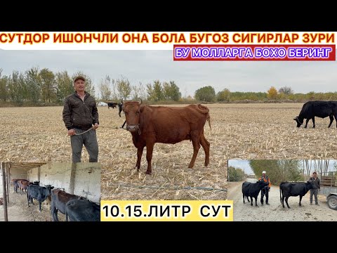 Видео: ЭНГ ЗОР СУТДОР ОНА БОЛА БУГОЗ СИГИРЛАР СОТЛАДИ АРЗОН НАРХДА ШОШИЛИНГ 3-ноябрь 2025 г.