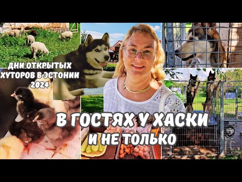 Видео: В гостях у Хаски.Дни открыхых хуторов 2024 в Эстонии.Два интересных хутора.Кого разводят на хуторах?