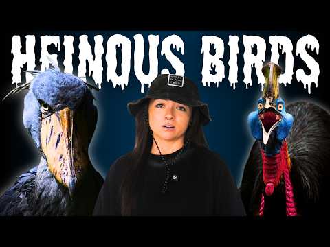 Видео: Почему у меня до сих пор проблемы с птицами