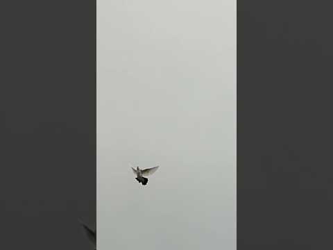 Видео: Шейка с игрой #шейки #бакинскиеголуби #голуби #топ #рекомендации