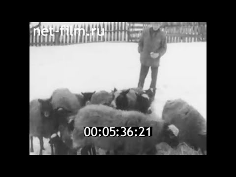 Видео: 1992г. совхоз имени Фрунзе. фермер Макаров В.Н. Владимирская обл.