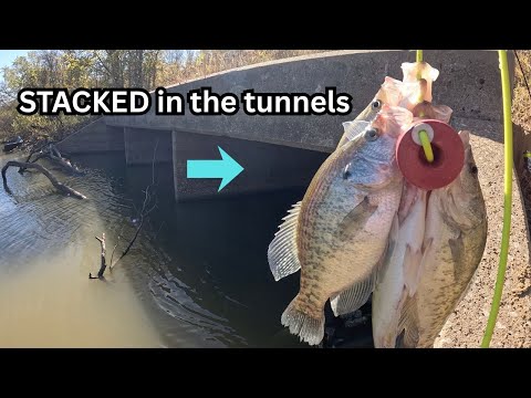 Видео: Краппи, ловля рыбы с берега, МЕДОВАЯ НОРА! Они были ПОЛНЫ и ГОЛОДНЫ!