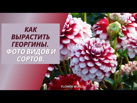 Видео: Как вырастить георгины.  Фото видов и сортов.