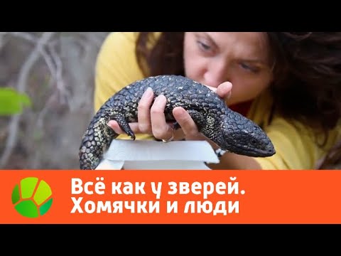 Видео: Все как у зверей. Хомячки и люди | Живая Планета