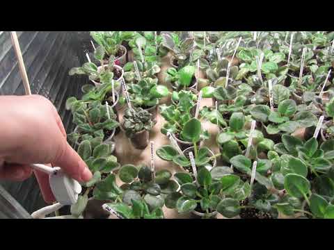 Видео: Освещение фиалки. Система подсветки стеллажа.