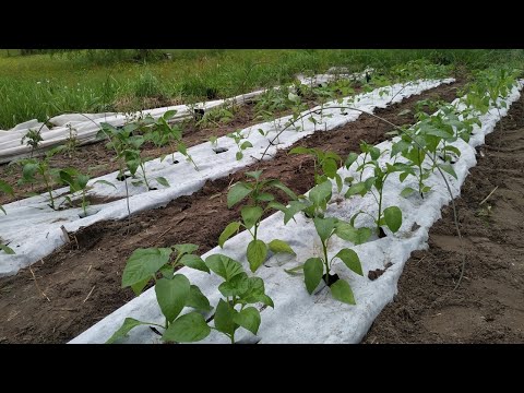 Видео: Высадка ПЕРЦА 🌶 на черно-белое агроволокно. НЕ мульчируйте свежей ТРАВОЙ !!!