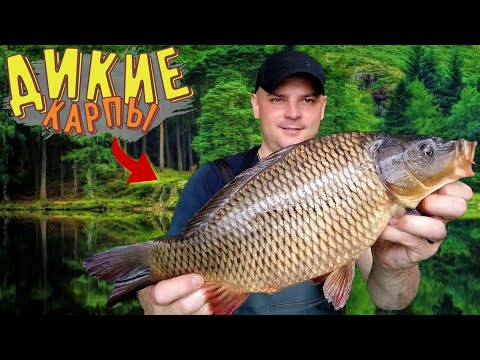 Видео: Ловля дикого Карпа на Днепре! Рыбалка с ночёвкой.