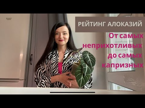 Видео: Рейтинг алоказий. От самых неприхотливых до самых капризных