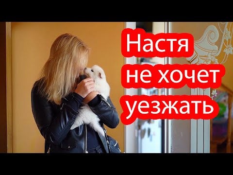 Видео: VLOG Щенки уже к нам привыкли. Играют с Алисой