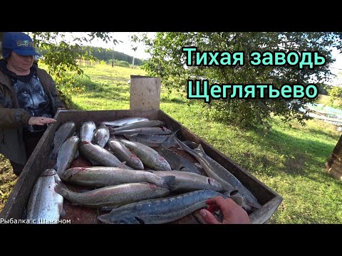 Видео: Открылись по форели. "ТИХАЯ ЗАВОДЬ" д. Щеглятьево.