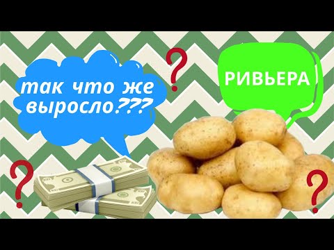 Видео: Картофель РИВЬЕРА итоги по выращиванию