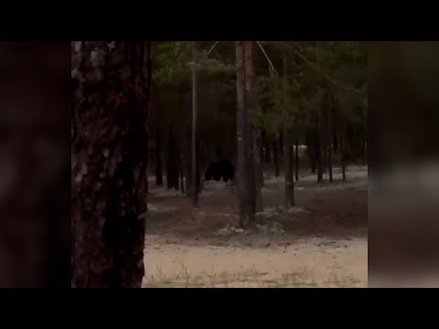 Видео: Что произошло. 25.06.24. В Сургутском районе медведь вышел к палаткам, где отдыхали люди