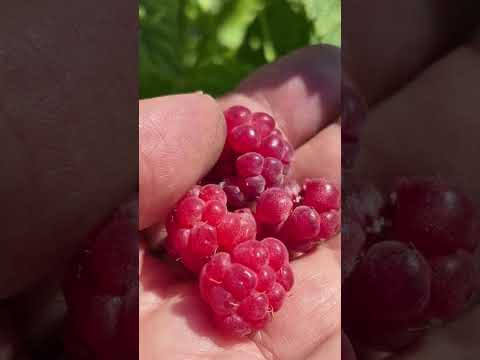 Видео: ДАЧА/Сентябрь/ козырек над дверью/виноград