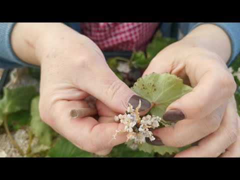 Видео: Стоит ли укоренять в перлите? Результаты черенкование пеларгонии и клубневой бегонии