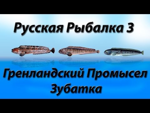 Видео: Гренландский Промысел Зубатка