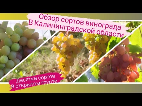 Видео: Виноградник в Калининградской области. Обзор сортов и моменты выращивания