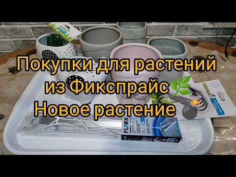 Видео: Покупки для растений из Фикспрайс. Новое растение. Пересадка