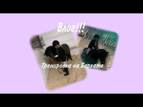 Видео: Vlog¦3/тренировка на Бархате? /галоп на Бархате после долгого перерыва? /#horse #horses #лошади