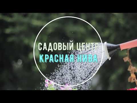 Видео: Спатифиллум (Женское счастье)- уход за цветком