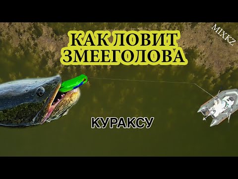 Видео: Атаки Змееголова, Кураксу, Рыбалка на Змея, Рыбалка в Талдыкоргане, Дикая МОЯ Рыбалка микс кз