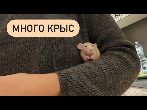 Видео: Показываю крыс и покупки с aliexpress 🐀🛍