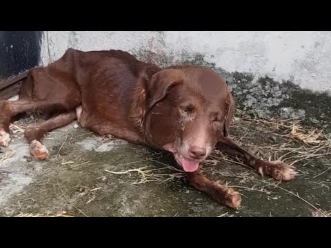 Видео: Каждая слеза, каждый шрам, каждая битва — борьба Виды за жизнь навсегда останется в наших сердцах!