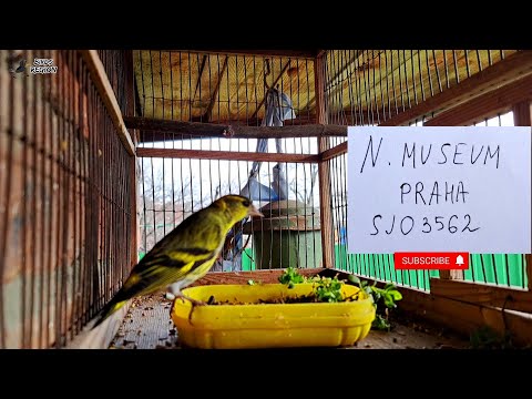 Видео: Кольцованный чиж пролетел 2400 км. Н. МУЗЕЙ ПРАГА. #birds #trap