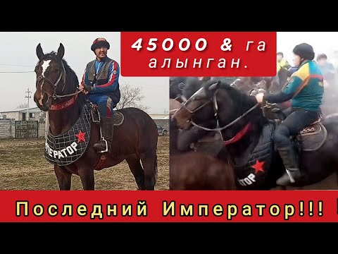 Видео: 45000 Долларга алынган "Последний Император.