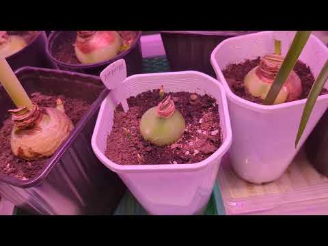 Видео: 01.12.24.Гиппеаструмы на окне наращивают цветочные стрелки.