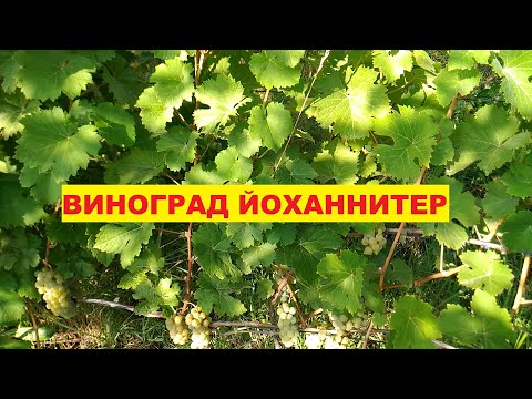 Видео: Отличный немецкий сорт технического винограда Йоханнитер. Практика выращивания в Липецкой области