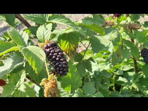 Видео: Карака Блек. Самый честный обзор.  Плюсы и минусы.