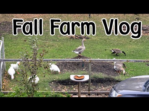 Видео: Осенний фермерский блог 618