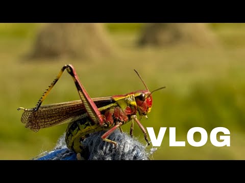 Видео: саҥа САЙЫННЫ ВЛОГ | Таатта үрэх үрдүгэр от үлэтэ | СЕНОКОС в Якутии🚜🍃