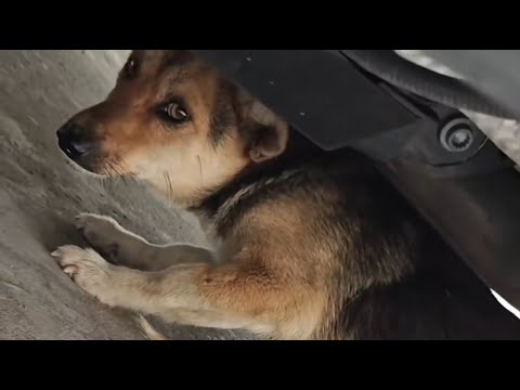 Видео: Брошенный со сломанными ногами, он боролся за выживание на улицах.