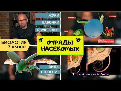 Видео: Отряды Жесткокрылые, Чешуекрылые, Двукрылые. Жуки, бабочки. Биология 7 класс Насекомые Инфоурок ЕГЭ