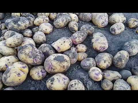 Видео: Нові сорти картоплі Воларе, Гопак та перевірені  Тайфун, Фотинія