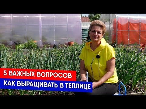 Видео: 5 важных вопросов - как выращивать в теплице