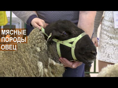 Видео: Мясные породы овец. Презентация на в выставке Агроферма-2019