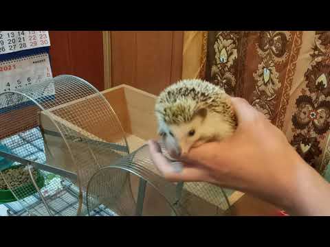 Видео: Ёжиха содержание ежика дома в чём и как содержится Африканский Еж чем питается