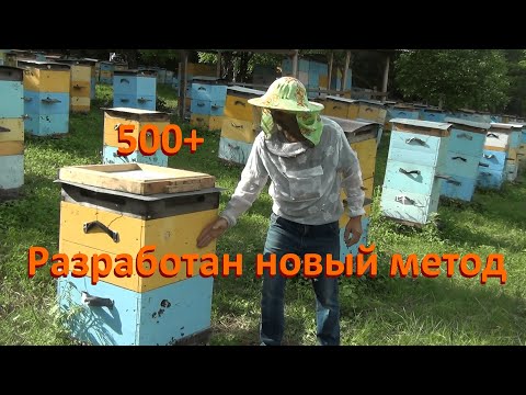 Видео: 500+ Новый метод содержания основных семей с матками помощницами.