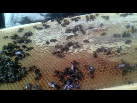 Видео: Карника Пешетц, делаем отводки.