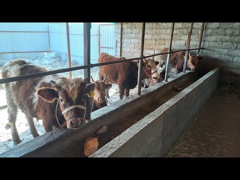 Видео: Бука бордакылау#малбордақылау#откорм