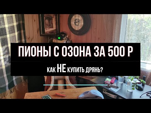 Видео: Пионы за 500 р. с озона. Что пришло? 2024