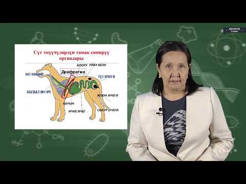 Видео: Биология - 7 класс - Сүт эмүүчүлөрдүн  ички түзүлүшү