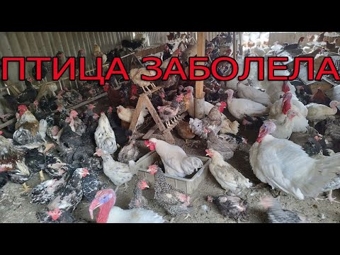 Видео: Птица заболела, чем лечить?