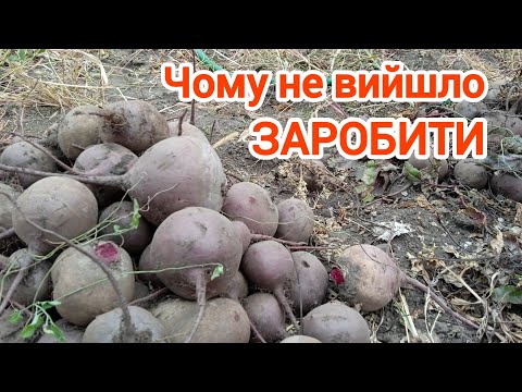 Видео: Буряк столовий.чому не вийшло заробити.
