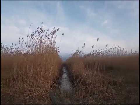 Видео: Удачный день для охоты на хищника с гончими
