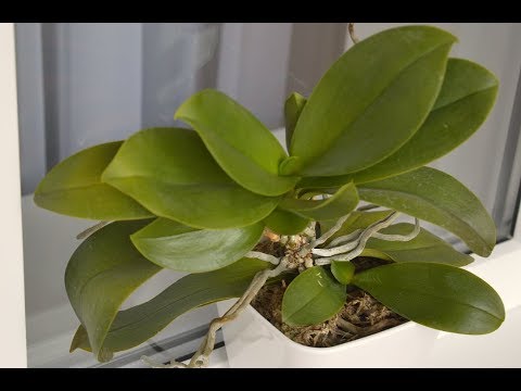 Видео: ОРХИДЕИ будут РАСТИ ЛИСТЬЯ так после... Полив орхидеи для восстановления листьев!!!