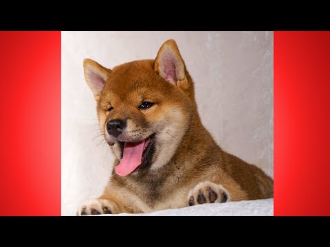 Видео: Сиба ину .Щенки от 2 недель до 2 месяцев.Shiba inu. Puppies from 2 weeks to 2 months.